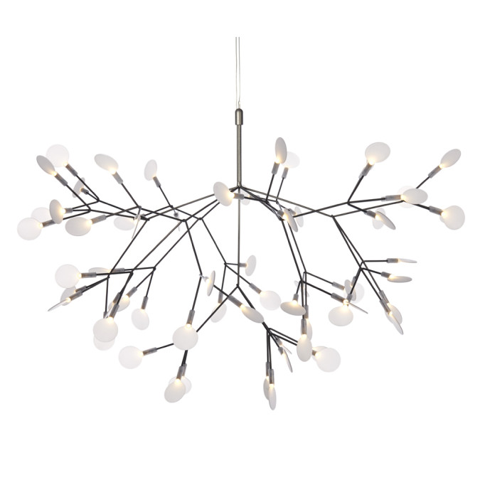 Heracleum Medium