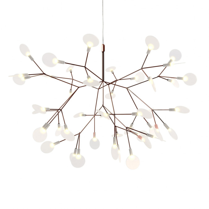 Heracleum Small