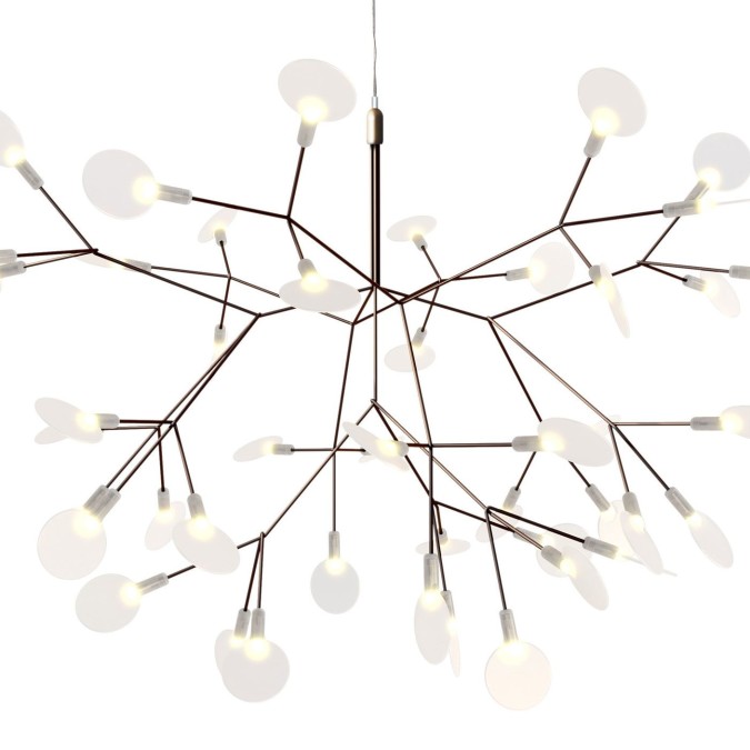 Heracleum Small