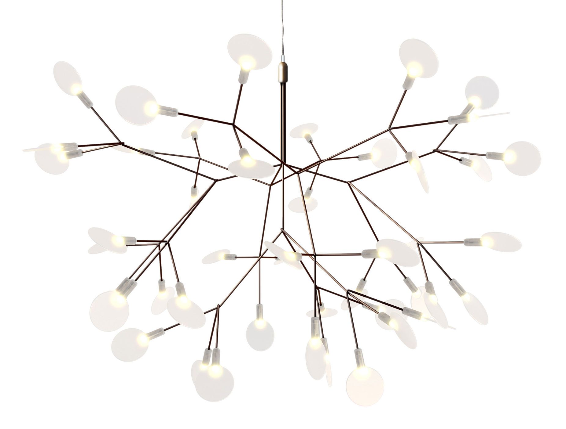 Heracleum Small