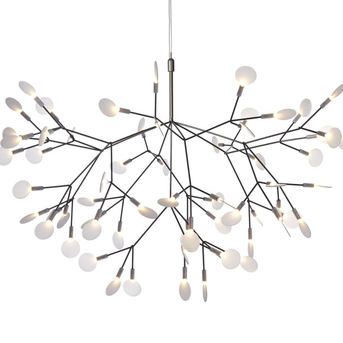 Heracleum Medium