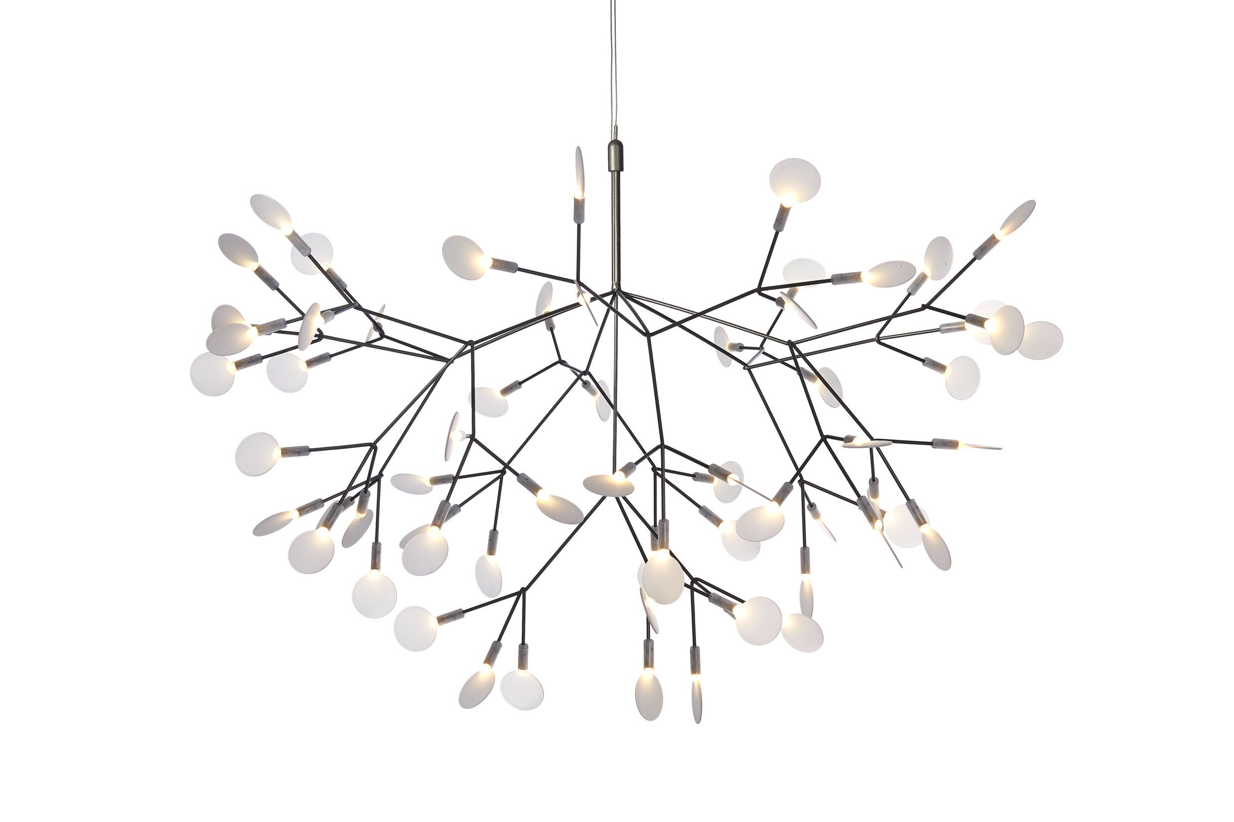 Heracleum Medium