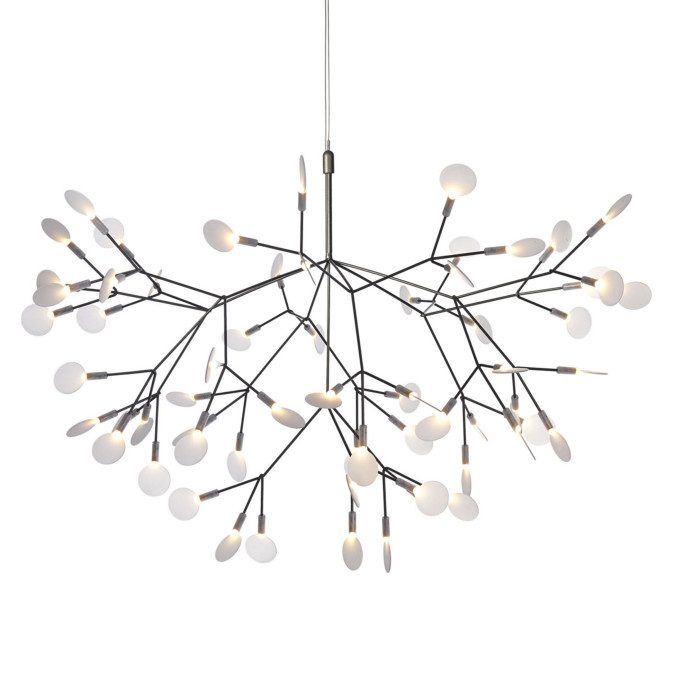 Heracleum Medium