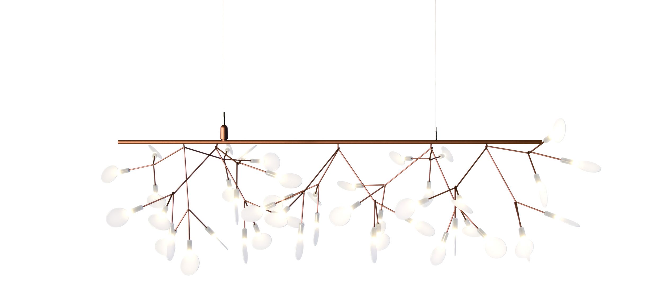 Heracleum Endless